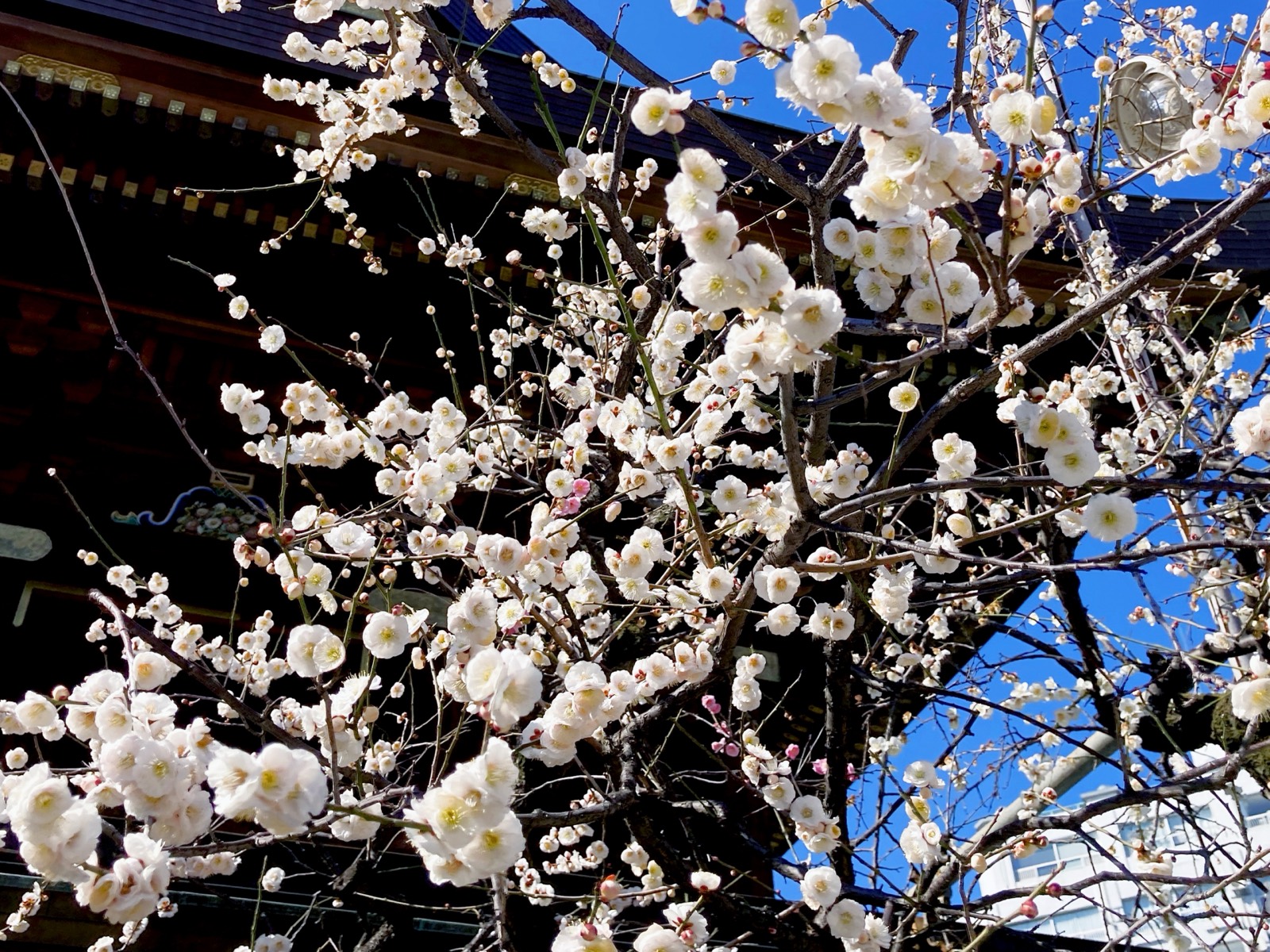 Plum blossoms at Yushima Tenjin, Tokyo