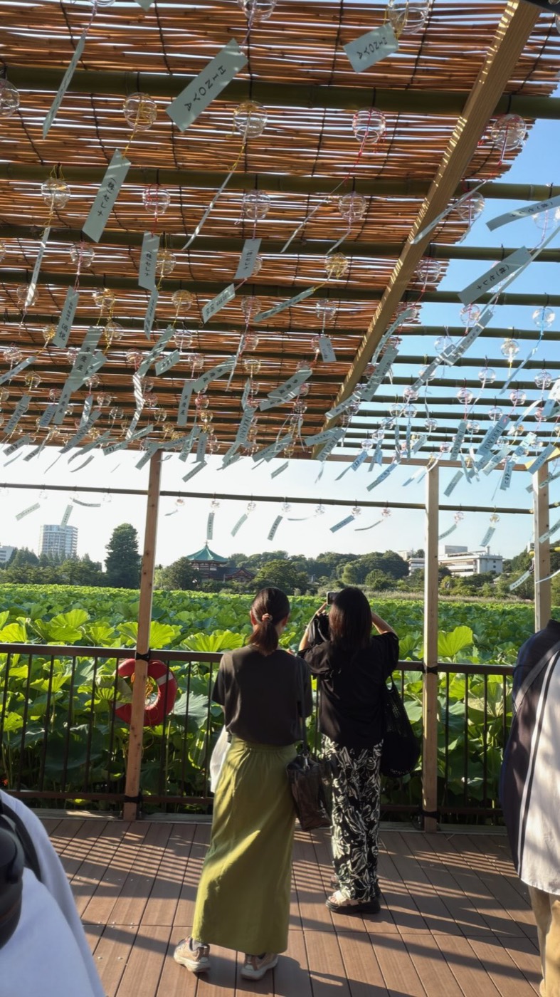 不忍池の風鈴と蓮 — Wind chimes and lotus at Shinobazu Pond, Ueno